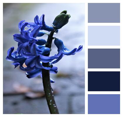 Bulbous Plant Hyacinth Blue Flower Image